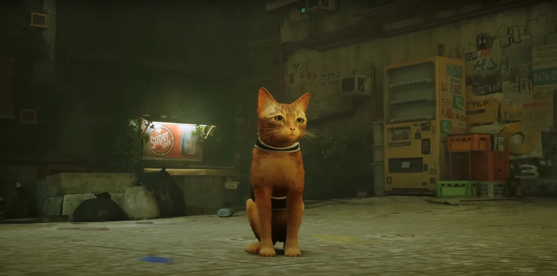 What makes Stray special? 